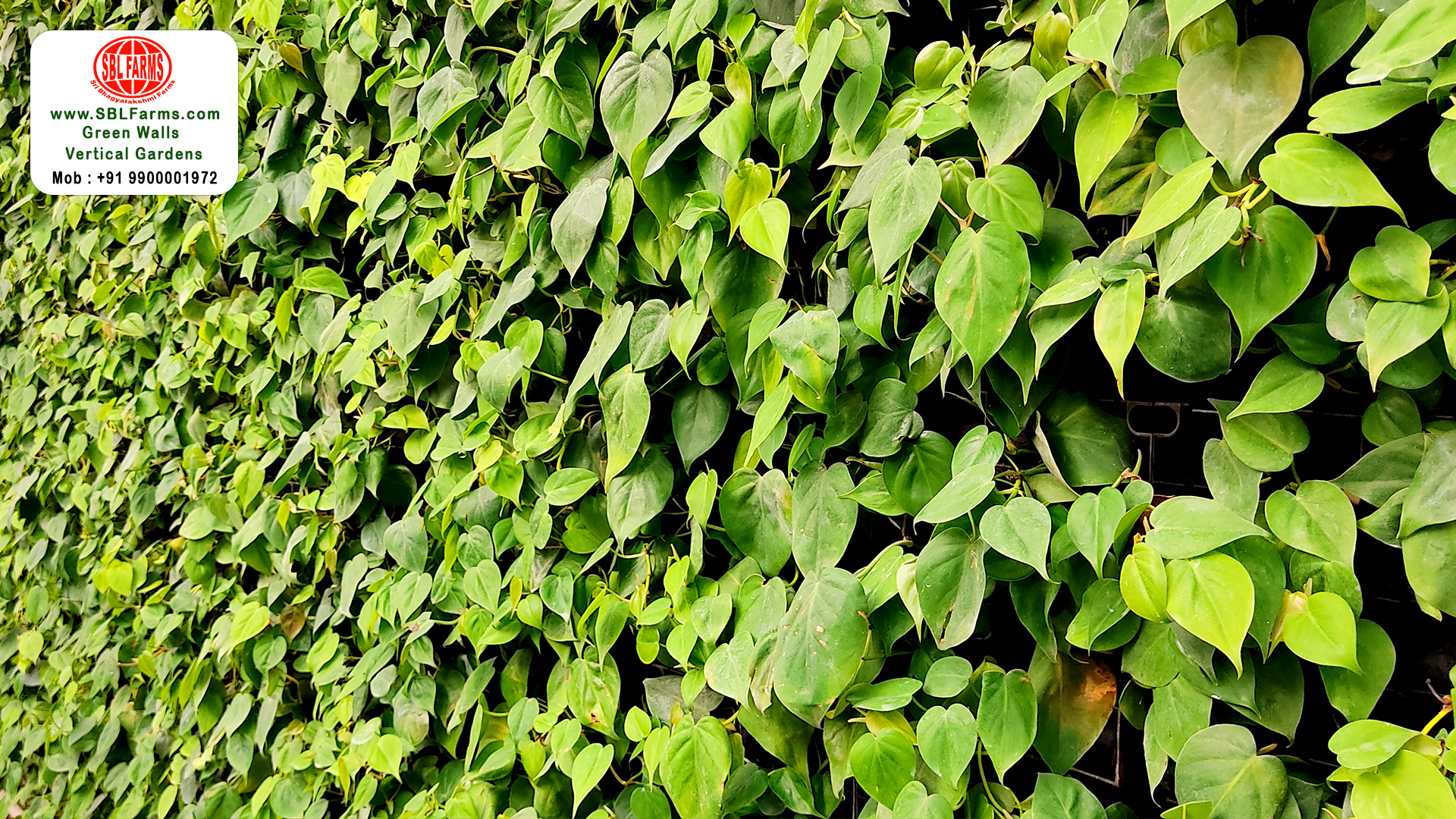 Sbl Farms Green walls and Living walls, Vertical Garden, Bio Curtains,Oxycardium Green- Green Wall vertical garden in bangalore